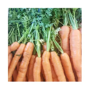 Fresh Carrots – crisp carrots in packaging